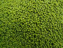 Green Gram /  New   Crop  Green  Mung   Bean 