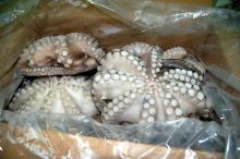fresh frozen fish