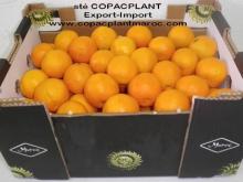 mandarin orange