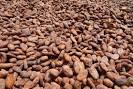 cocoa for sale