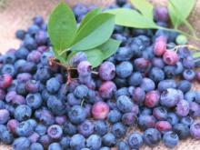  frozen  blueberry