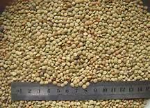  CHINESE   LENTIL S