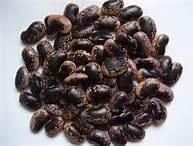Large Black Speckled Kidney Beans