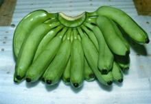 fresh banana
