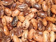 Pinto beans 2013 crop