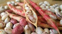 PINTO BEANS