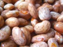 2013 Crop LSKB, Pinto Beans,Light Speckled Kidney Beans