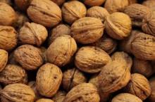Top Quality  Iranian  Walnut