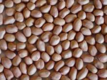 Groundnut