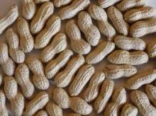 Good quality shandong roasted  groundnut  in  shell 