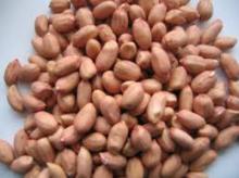 Raw groundnuts for sale