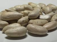 Jackfruit Seeds