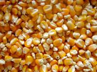 Yellow Maize Animal Feed