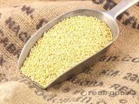High Quality Yellow Millet Hulled and Glutinous