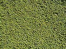 FRESH GREEN MUNG BEANS