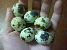 Guaranteed Hatchable Quail Eggs.
