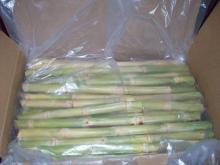 High quality Fresh &  Frozen  Sugar Cane Stalks