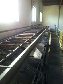 Reception and  grading   line  for olive