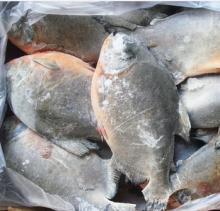 Frozen Red Pomfret
