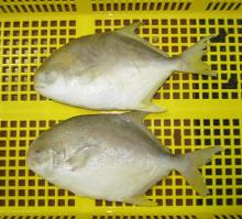 Frozen   Golden   Pomfret 