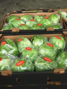 Fresh  Iceberg  lettuce