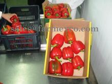  Fresh   Capsicum 