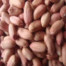 Peanuts kernels long type