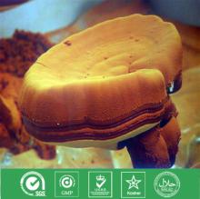  Ganoderma   lucidum   powder 