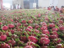 Vietnam Pitahaya fruit