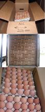 Grade A Fertilize and Table Chicken Eggs