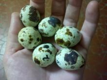 Quality and Guaranteed Quail Eggs