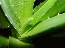 Aloe Vera extract