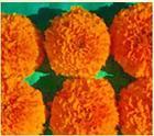 Lutein