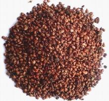Grape  Seed  P. E
