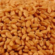 Durum Wheat