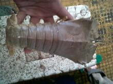 SLIPPER LOBSTER