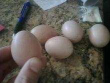 Fertilized  Bird   Eggs 