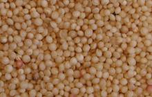  Amaranth   Grain 