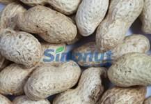 PEANUT IN SHELL
