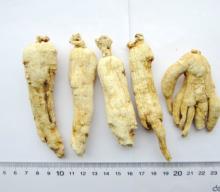 Chinese White  Ginseng 