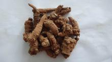 Chinese Notoginseng