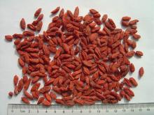 Chinese Wolfberry Fruit