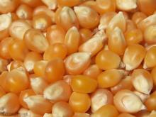 Popcorn Grains