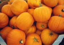  fresh   pumpkin 