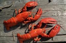 Lobsters