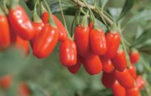 Goji berry/Wolf berry 180/220/280/350/380/500