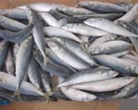 mackerel fish for sale