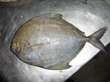 Frozen  Black   Pomfret 