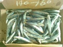Frozen Horse Mackerel