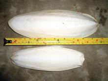  Cuttle  fish  bone 